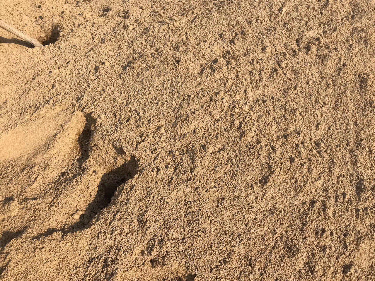 钟楼区黄沙批发